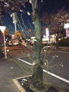f:id:AmahaYui:20130321190913j:image f:id:AmahaYui:20130321190913j:image