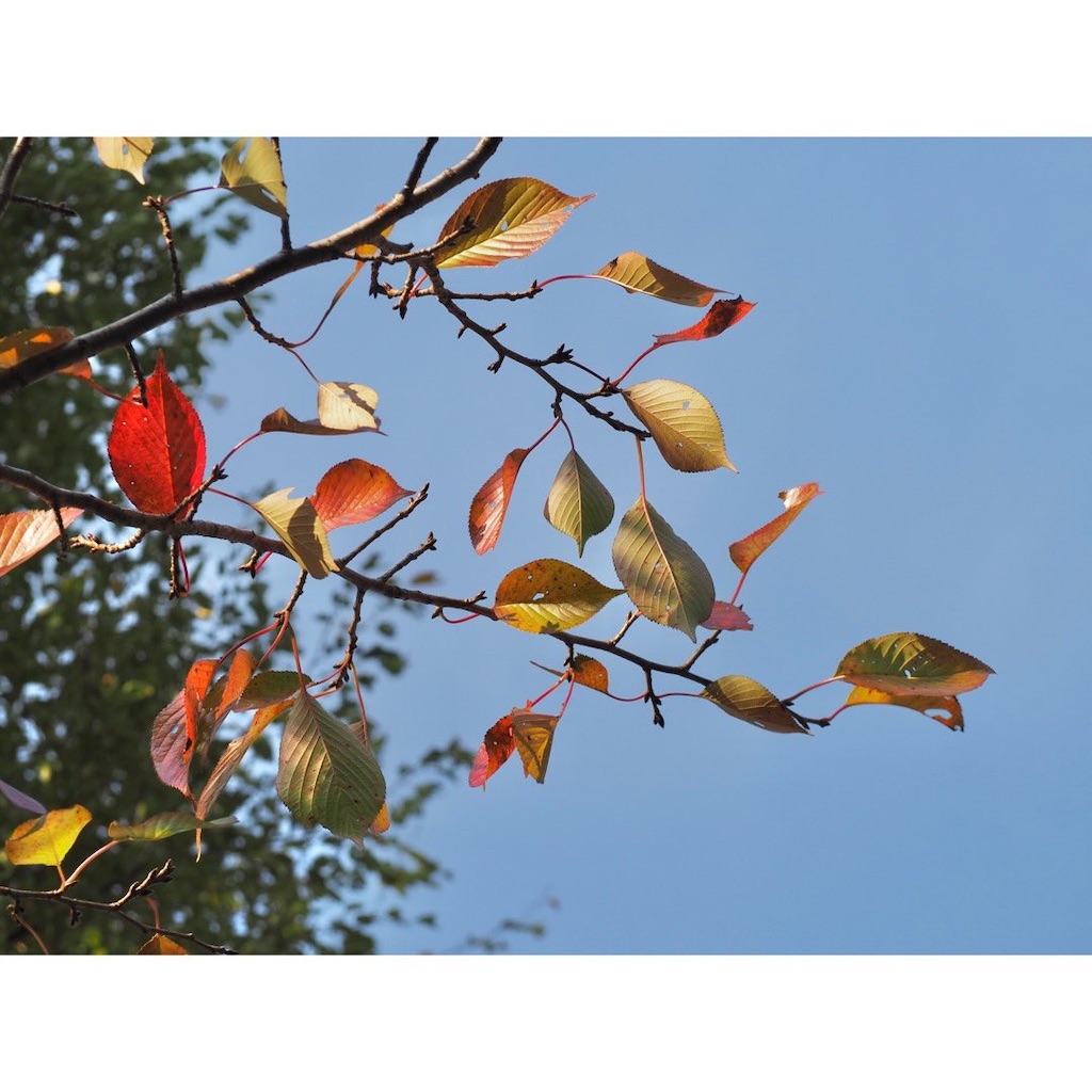 f:id:Amebow:20211111151022j:image