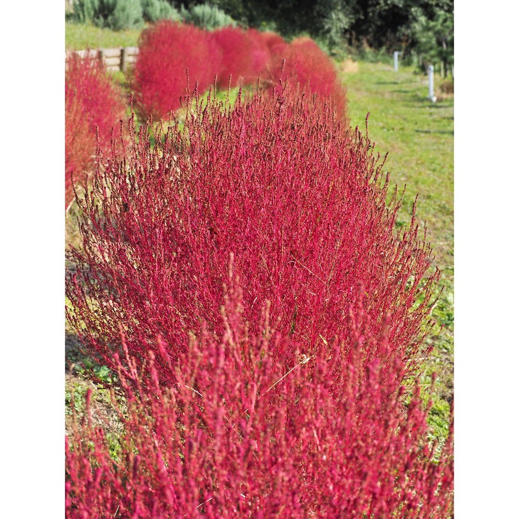 f:id:Amebow:20211111151102j:image