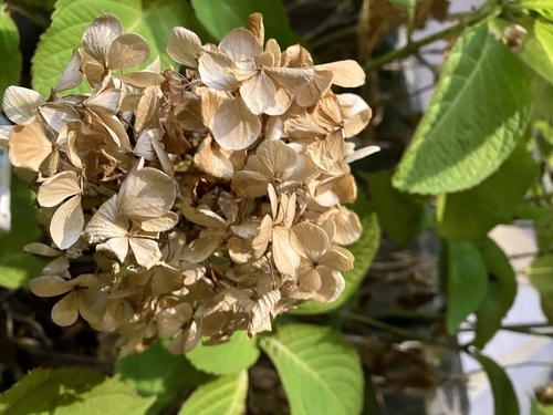 紫陽花の 枯れた姿に 味わいが お散歩日和