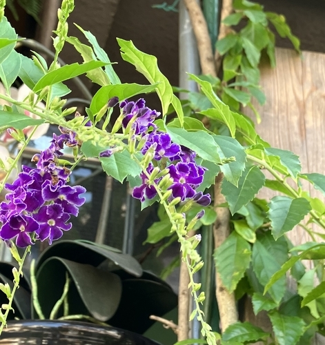 忘れてた 楽しみ方を 学んでく お散歩日和