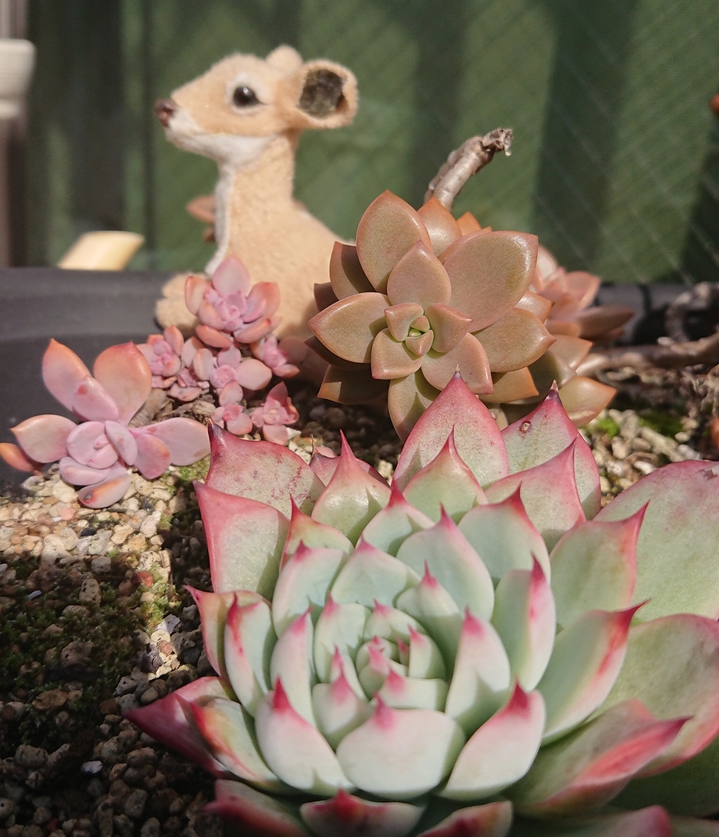 つぶつぶ❣️プチプチ可愛い姫秀麗❣️リメ鉢付き 多肉 ピンク 秀麗 多肉