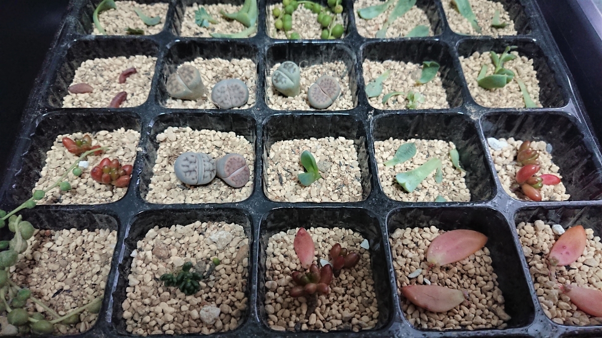 失敗する時もあるから 植物を育てる成功と失敗の楽しみ オリーブ好きレッサーパンダ