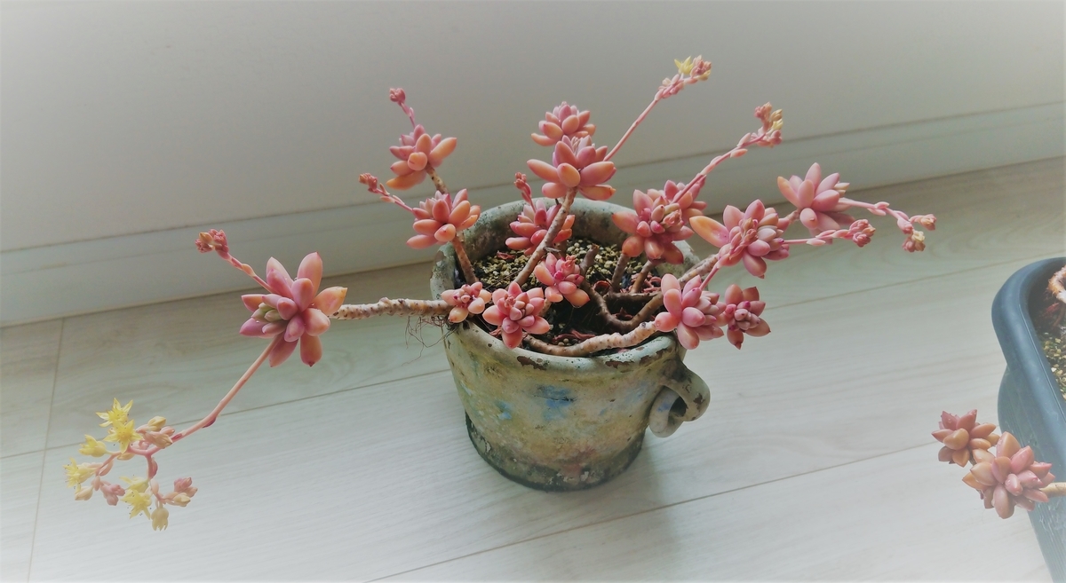 姫秀麗の植え替え - オリーブ好きレッサーパンダ