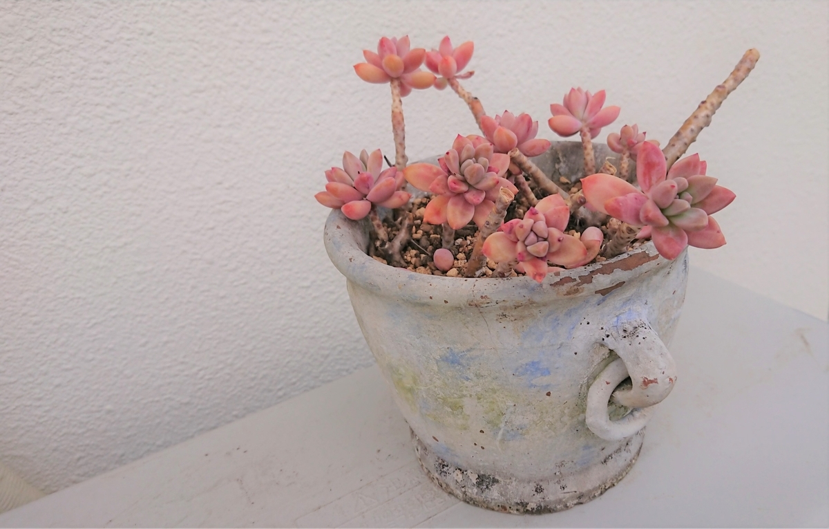 姫秀麗の植え替え - オリーブ好きレッサーパンダ