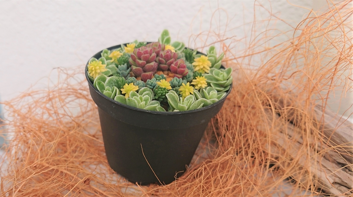 セダムの寄せ植えにチャレンジしてみた オリーブ好きレッサーパンダ