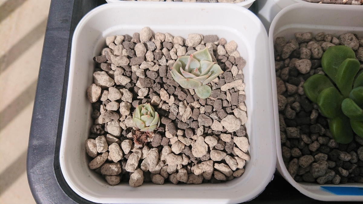 多肉植物の土は何が良い アイリスオーヤマの土の種類を比べて育てる オリーブ好きレッサーパンダ