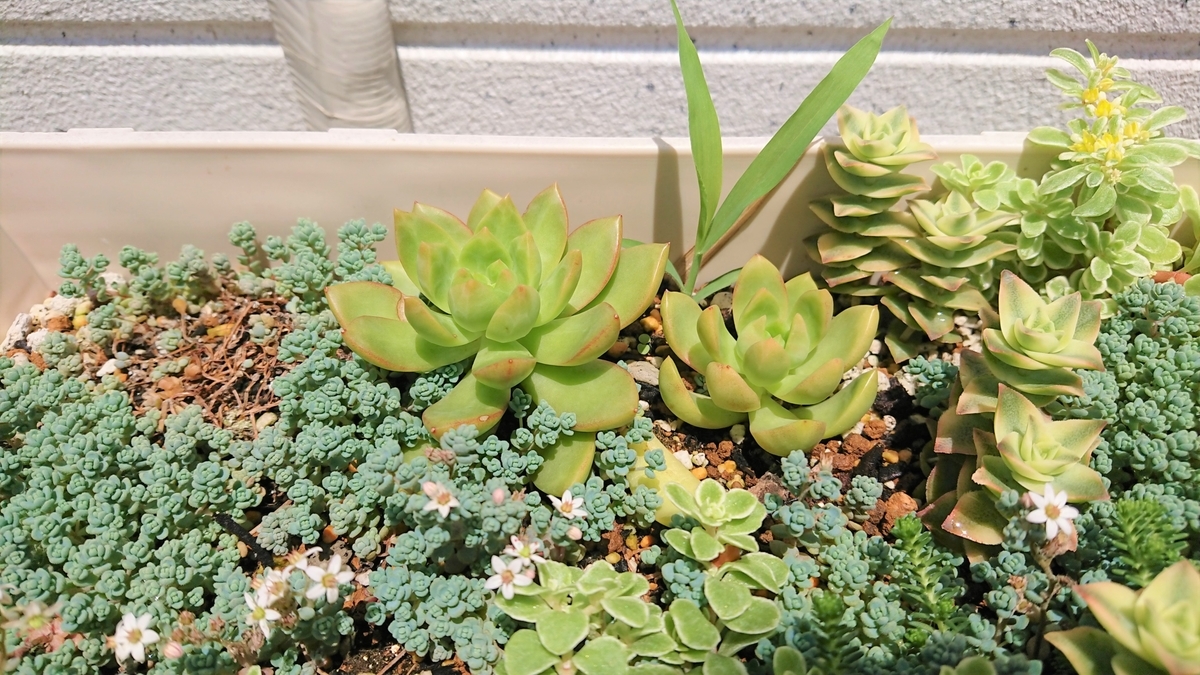人気ブレゼント 寄せ植えに インテリアグリーン 観葉植物 オウレイ 多肉 月の王子 セダム 福岡 人気ブレゼント 寄せ植えに インテリアグリーン 観葉植物 オウレイ 多肉 月の王子 セダム 福岡