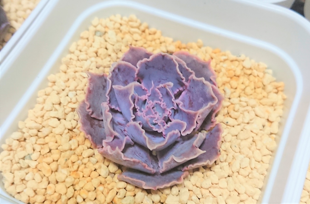 f:id:Amysukilife:20200730152041j:plain f:id:Amysukilife:20200730152041j:plain