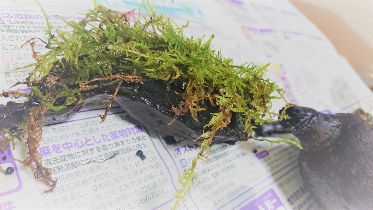 グラスアクアリウム ティアーを買って良かった 必須アイテムを使って綺麗に育てたい オリーブ好きレッサーパンダ
