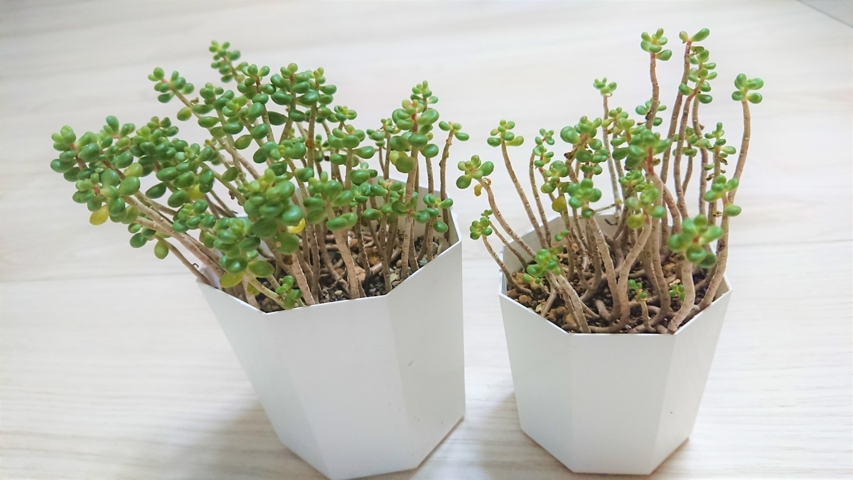 タイトゴメの仕立て直し オリーブ好きレッサーパンダ