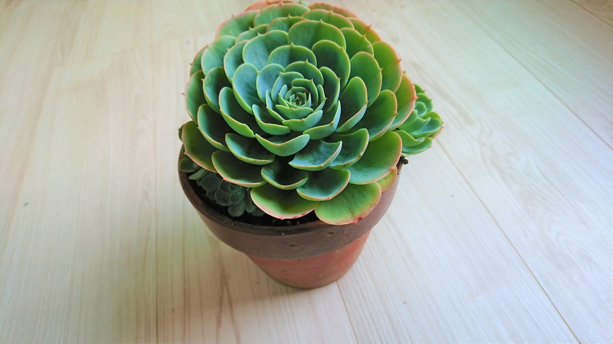 七福神の群生と駄温鉢 - オリーブ好きレッサーパンダ