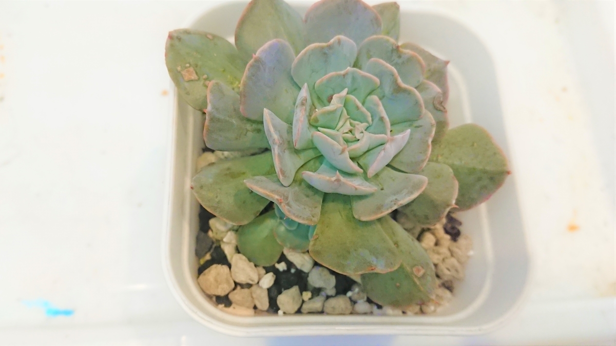 多肉植物の土は何が良い アイリスオーヤマの土の種類を比べて育てる オリーブ好きレッサーパンダ 多肉植物の土は何が良い アイリスオーヤマの土の種類を比べて育てる オリーブ好きレッサーパンダ