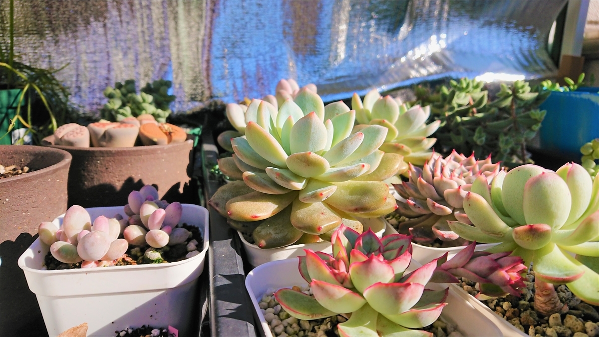 お金をかけずに寒さ対策 多肉仕事の冬休み オリーブ好きレッサーパンダ お金をかけずに寒さ対策 多肉仕事の冬休み オリーブ好きレッサーパンダ