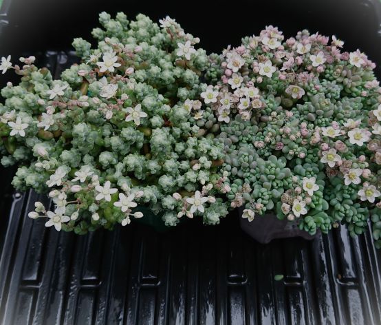 ブレビフォリウムに迷ったら見比べる画像☆多肉記録 - オリーブ好き