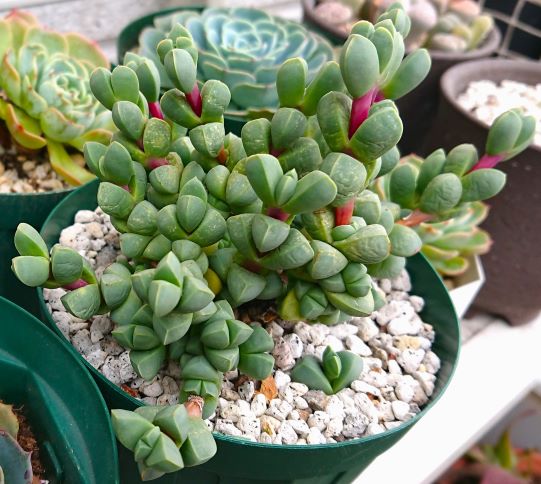 レーマニー(抜き苗) 多肉植物 【公式通販】