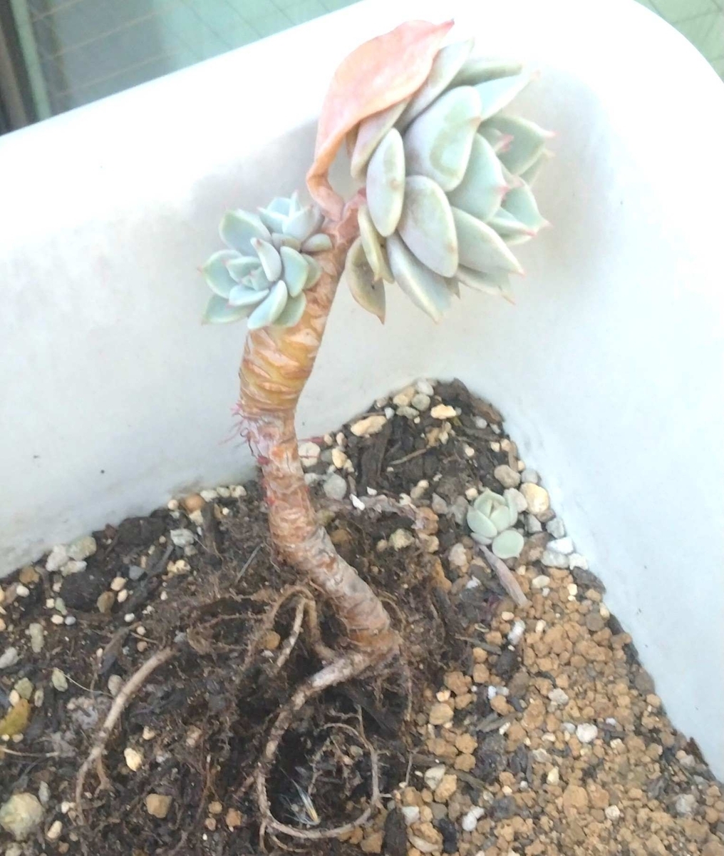 2年以上放置すると多肉植物ローラの姿はこうなるのね♪ - オリーブ
