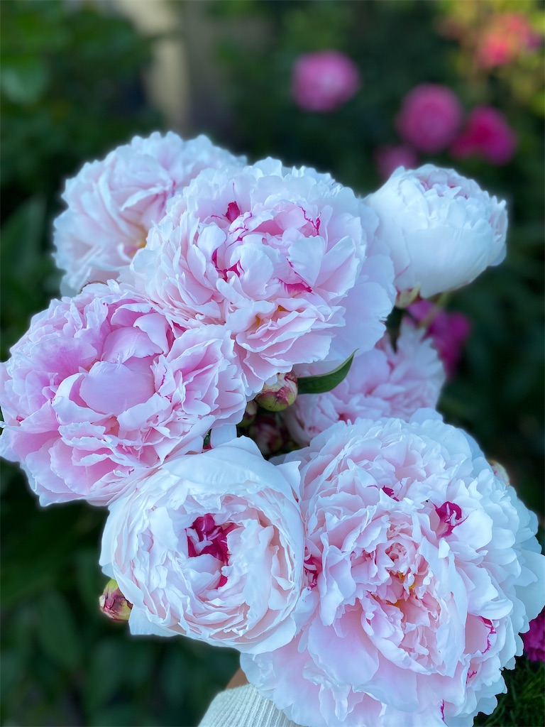 f:id:Anahita:20210612044259j:image f:id:Anahita:20210612044259j:image
