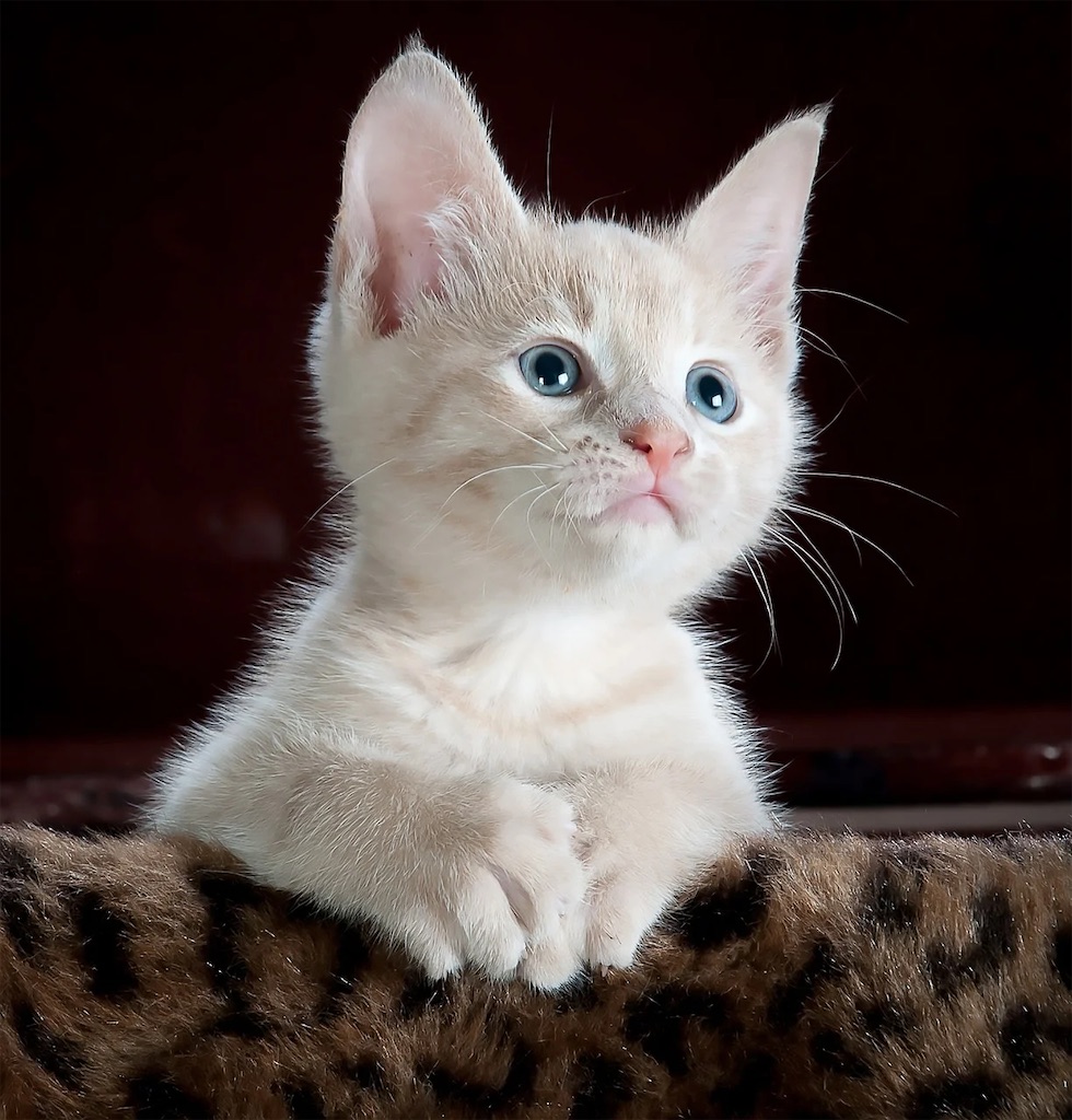 f:id:Ando0711:20201002004413j:image f:id:Ando0711:20201002004413j:image