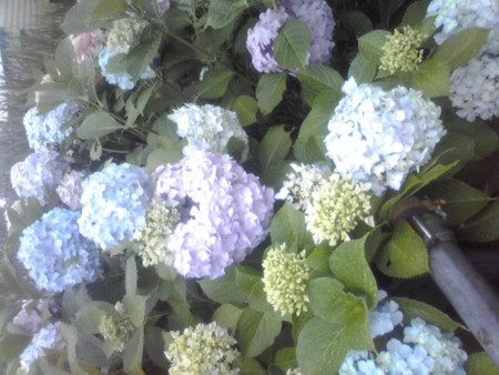f:id:Angie25:20120624120101j:image
