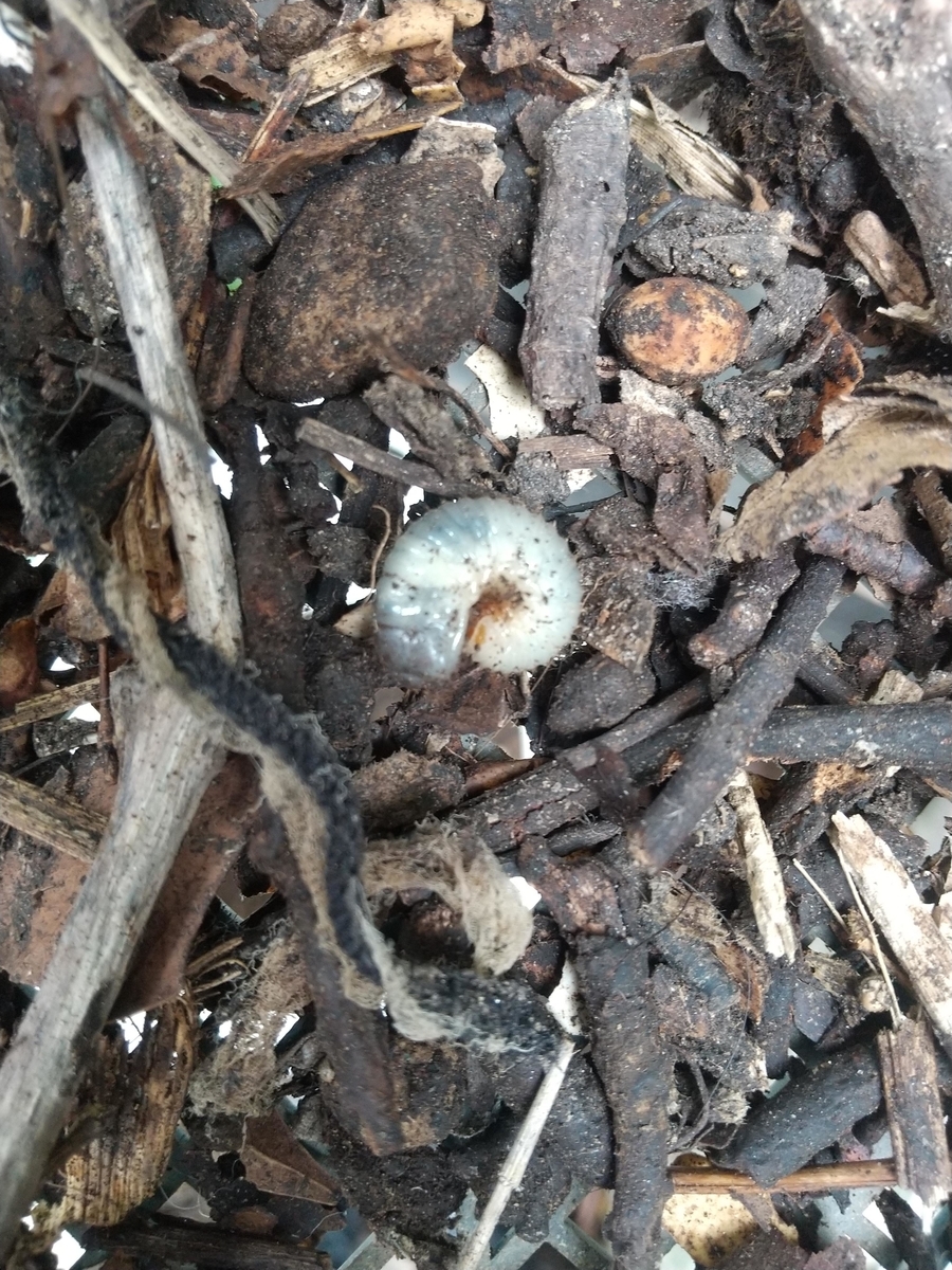 f:id:Angietsu:20211208145023j:plain