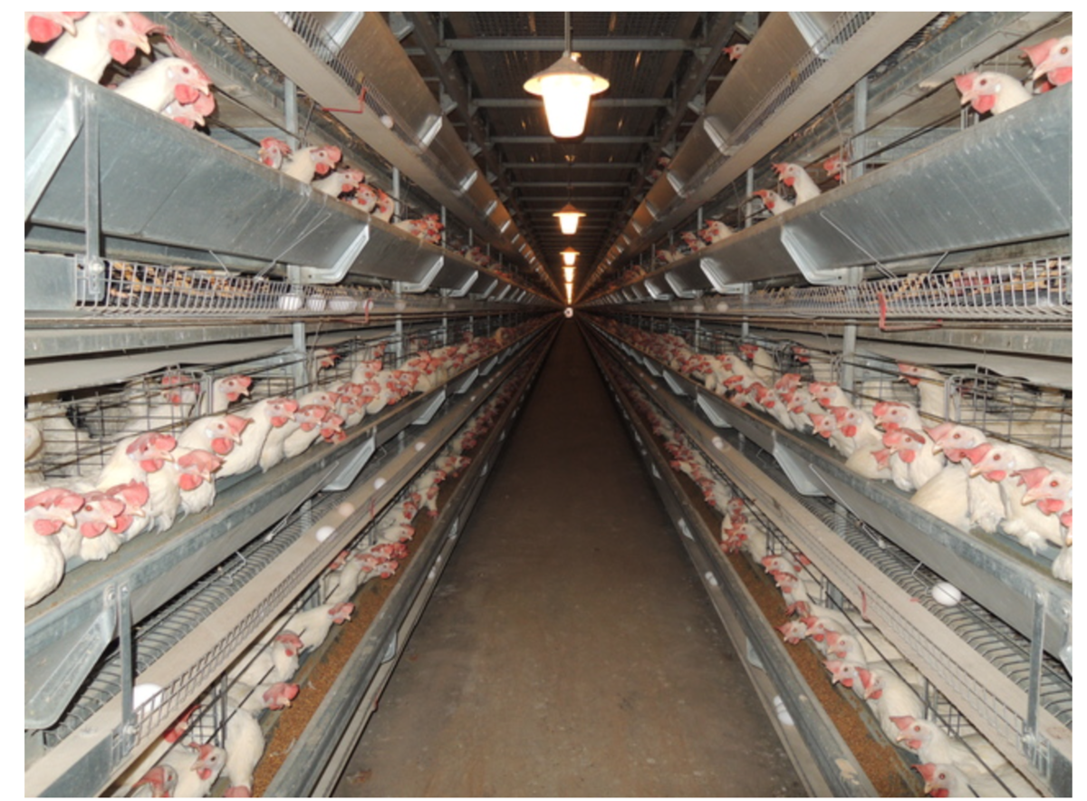 f:id:AnimalNZ:20210908075256p:plain