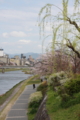 [京都][桜][神社]