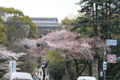 [京都][桜][神社]