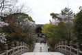 [京都][桜][神社]