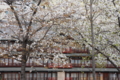 [京都][桜][神社]