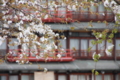 [京都][桜][神社]