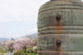 [京都][桜][神社]