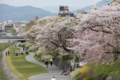 [京都][桜][神社]