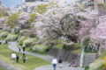 [京都][桜][神社]