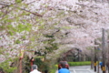 [京都][桜][神社]