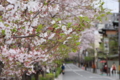 [京都][桜][神社]