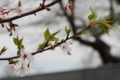 [京都][桜][神社]