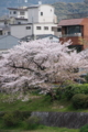 [京都][桜][神社]