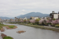 [京都][桜][神社]