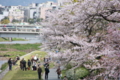 [京都][桜][神社]