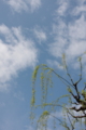 [京都][桜][神社]