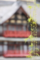 [京都][桜][神社]