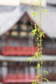 [京都][桜][神社]