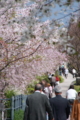 [京都][桜][神社]