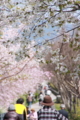 [京都][桜][神社]