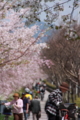 [京都][桜][神社]