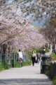 [京都][桜][神社]