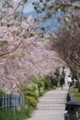 [京都][桜][神社]