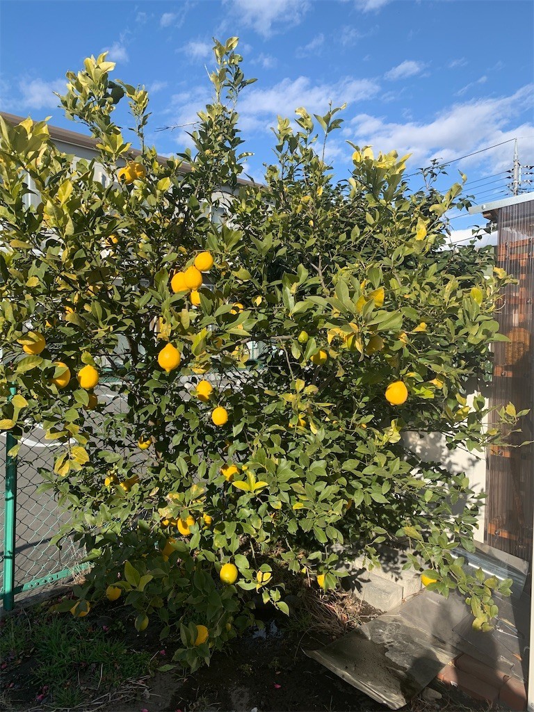 f:id:Aoi-Kazumi:20201229201540j:plain