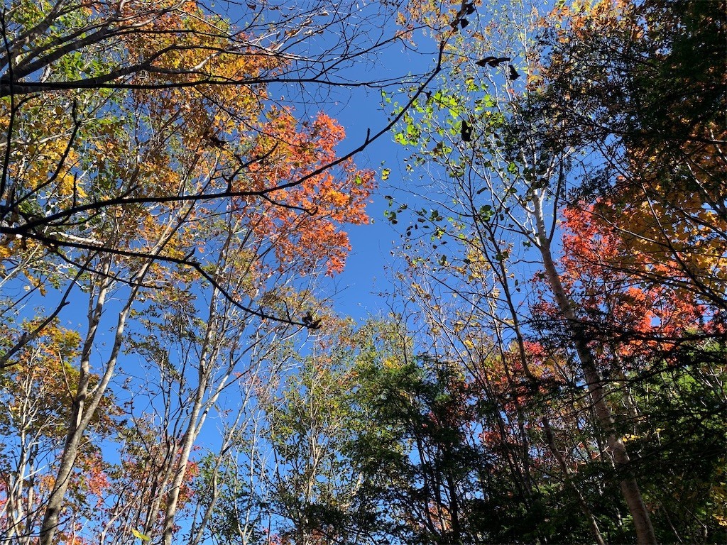 f:id:Aoi-Kazumi:20211027085123j:image